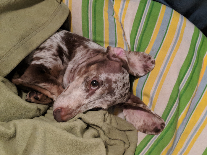 sleepy