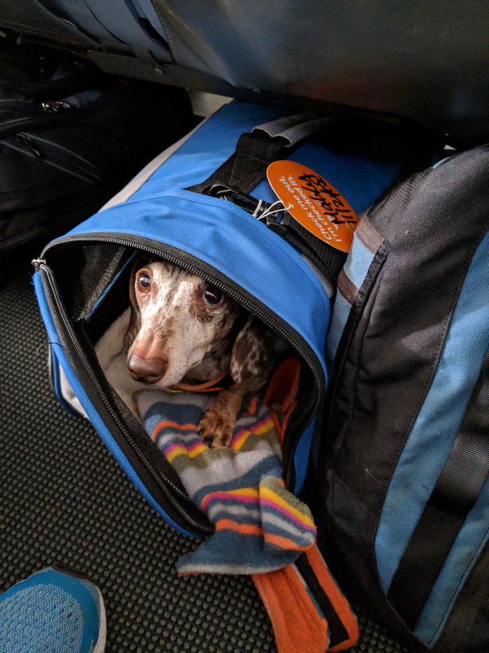 dog in a bag
