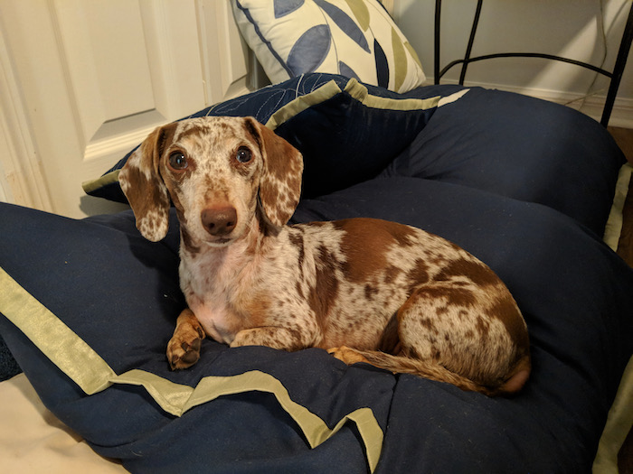 pillow