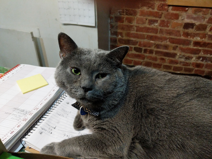 cat