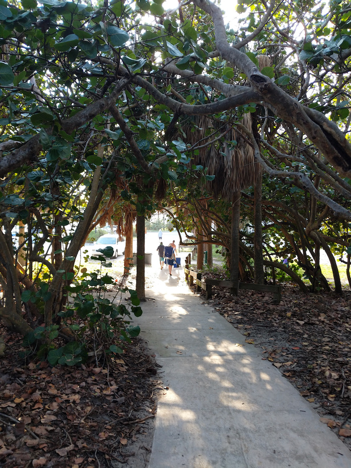 trees
