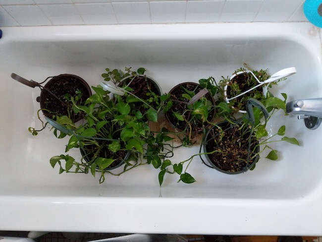 plants
