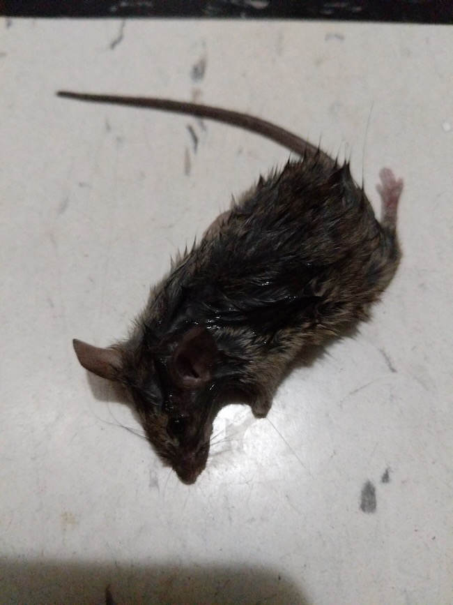 mouse