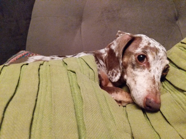 pillow