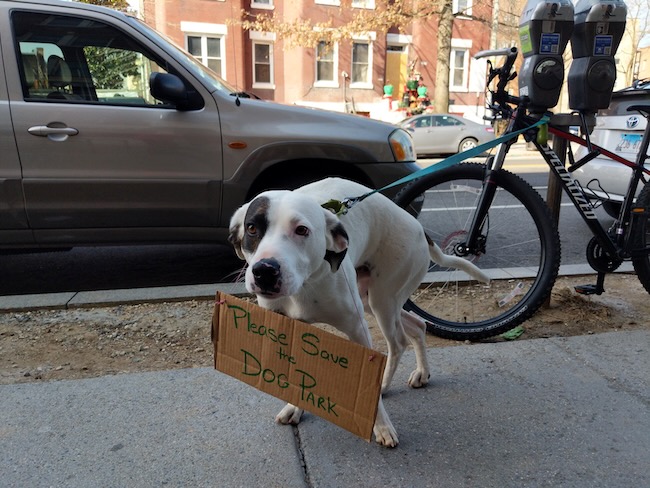 dog