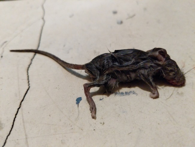 mouse