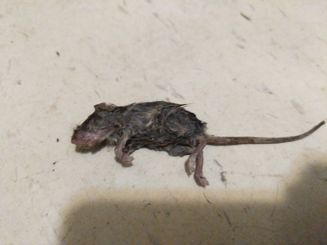 mouse