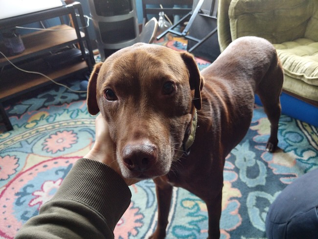 max the dog