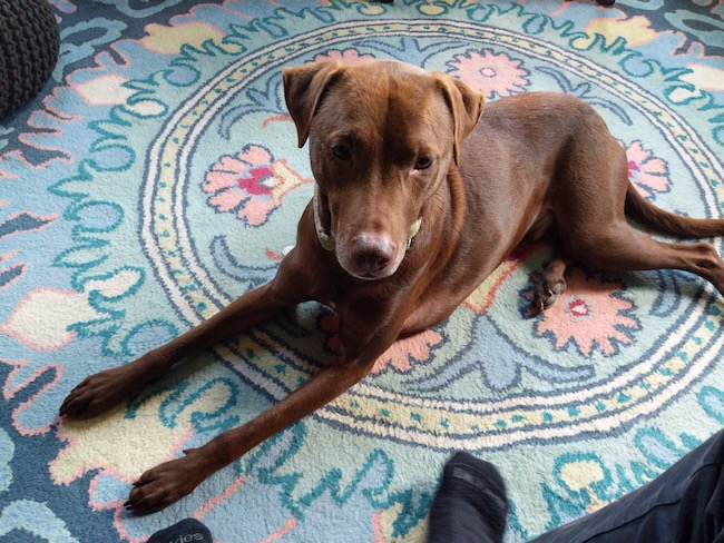 max the dog