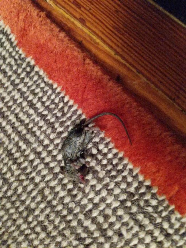 mouse