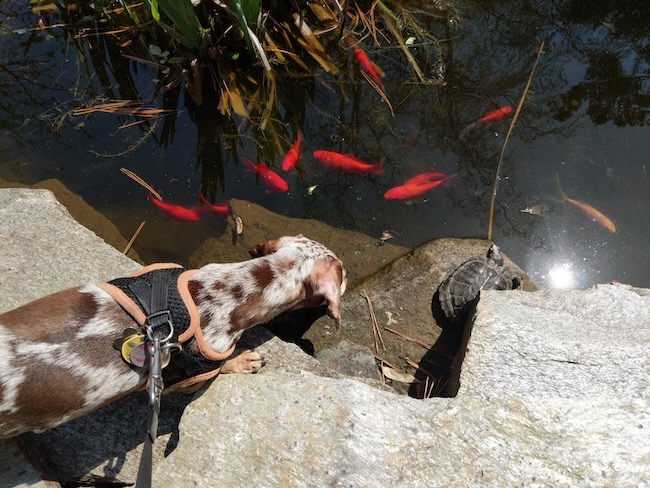 fish