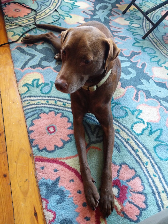 max the dog